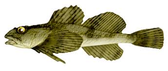 Image result for Myoxocephalus scorpioides