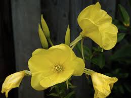 Attēlu rezultāti vaicājumam “Oenothera biennis flower”