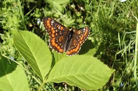 Attēlu rezultāti vaicājumam “Euphydryas maturna larva”