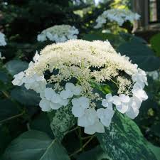 Attēlu rezultāti vaicājumam “Hydrangea arborescens subsp. discolor flower”