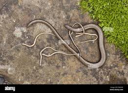 Attēlu rezultāti vaicājumam “Anguis fragilis adult”