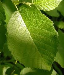 Attēlu rezultāti vaicājumam “Rhamnus cathartica leaf”