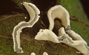 Attēlu rezultāti vaicājumam “Physarum bivalve”