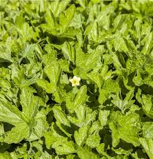 Attēlu rezultāti vaicājumam “Waldsteinia geoides”