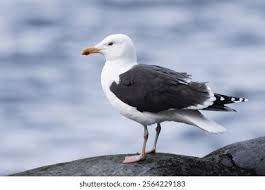 Attēlu rezultāti vaicājumam “Larus marinus adult”
