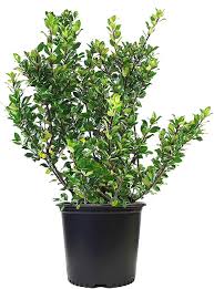 Attēlu rezultāti vaicājumam “Ilex x meserveae”