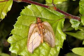 Attēlu rezultāti vaicājumam “Drepanepteryx phalaenoides”