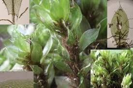 Attēlu rezultāti vaicājumam “Bryum moravicum”