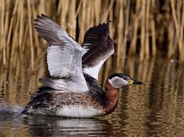 Attēlu rezultāti vaicājumam “Podiceps grisegena”
