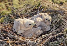 Attēlu rezultāti vaicājumam “Buteo buteo nest”
