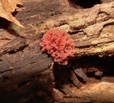 Attēlu rezultāti vaicājumam “Arcyria incarnata”