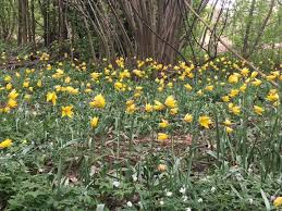 Attēlu rezultāti vaicājumam “Tulipa sylvestris”