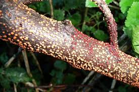 Attēlu rezultāti vaicājumam “Nectria cinnabarina”