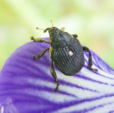Attēlu rezultāti vaicājumam “Mononychus punctumalbum”