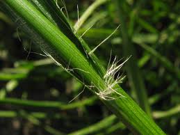 Attēlu rezultāti vaicājumam “Luzula luzuloides leaf”