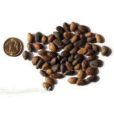 Attēlu rezultāti vaicājumam “Pinus ponderosa fruit”