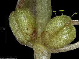 Attēlu rezultāti vaicājumam “Callitriche verna flower”