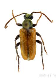 Attēlu rezultāti vaicājumam “Pseudovadonia livida”