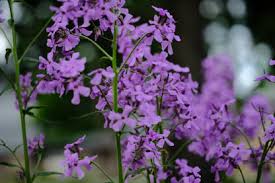 Attēlu rezultāti vaicājumam “Hesperis matronalis bud”