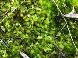 Attēlu rezultāti vaicājumam “Campylopus introflexus”