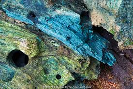 Attēlu rezultāti vaicājumam “Chlorociboria aeruginascens”