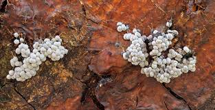 Attēlu rezultāti vaicājumam “Badhamia melanospora”