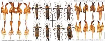 Attēlu rezultāti vaicājumam “Cantharidae”