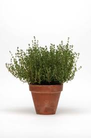 Attēlu rezultāti vaicājumam “Thymus vulgaris”