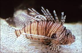 Image result for Pterois volitans