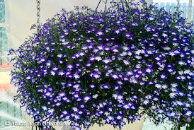 Image result for Lobelia erinus