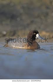 Image result for Aythya marila