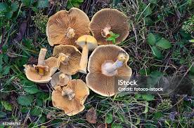 Attēlu rezultāti vaicājumam “Phaeolepiota aurea”