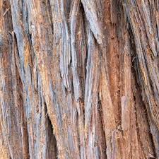 Image result for Mammutbaum