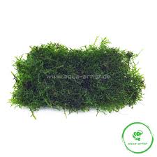 Attēlu rezultāti vaicājumam “Riccardia chamaedryfolia”