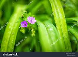 Attēlu rezultāti vaicājumam “Geranium pusillum leaf”