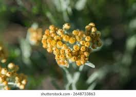 Attēlu rezultāti vaicājumam “Helichrysum arenarium flower”