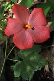 Image result for Abelmoschus moschatus