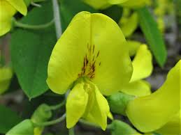 Attēlu rezultāti vaicājumam “Laburnum”