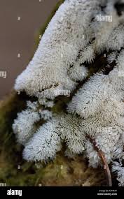 Attēlu rezultāti vaicājumam “Ceratiomyxa fruticulosa macro”