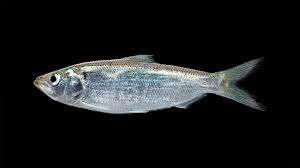 Image result for Alosa mediocris