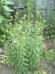 Attēlu rezultāti vaicājumam “Erysimum cheiranthoides leaf”