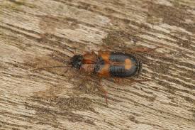 Attēlu rezultāti vaicājumam “Badister bullatus”