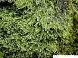 Attēlu rezultāti vaicājumam “Plagiothecium nemorale”