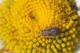 Attēlu rezultāti vaicājumam “Nithecus jacobaeae”