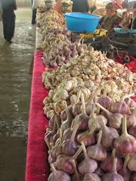 Attēlu rezultāti vaicājumam “Allium sativum fruit”