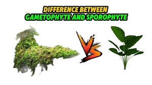 Attēlu rezultāti vaicājumam “sporophyte”