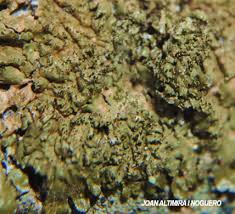 Attēlu rezultāti vaicājumam “Melanohalea exasperata”