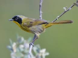 Attēlu rezultāti vaicājumam “Nardia geoscyphus”