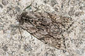 Attēlu rezultāti vaicājumam “Brachionycha nubeculosa”