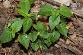 Attēlu rezultāti vaicājumam “Viola reichenbachiana leaf”